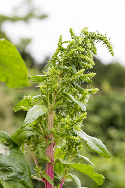 Beningbrough Hall - Rhubarb Chard 2