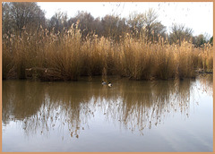 Etang de Sologne.