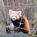 Red panda with its food