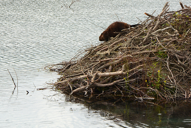 Alaska, The Beaver is Leaving its Dwelling at Paxton Lake