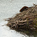 Alaska, The Beaver is Leaving its Dwelling at Paxton Lake