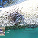 Hastings Aquarium  19 12 2022  Lion fish