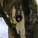 Nuthatch - Home building