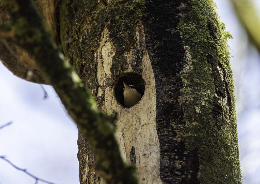 Nuthatch - Home building