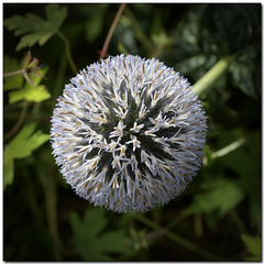 Globe thistle
