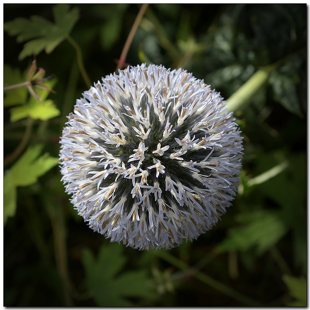 Globe thistle