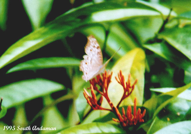 36 Junonia atlites (Grey Pansy)