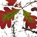 White oak leaves