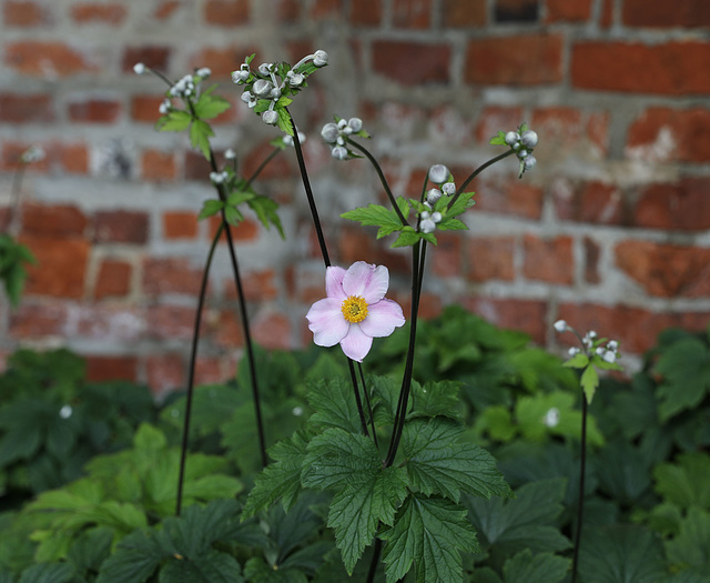 Dekanatsgarten Havelberg