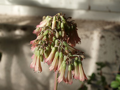P4107629