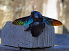 Carpenterbee , Siem Reap_Cambodia