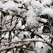 The closeness of the snow in the branches
