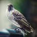 Visiting wattlebird