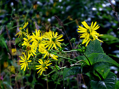 Elecampane (Inula helenium) in the rain.