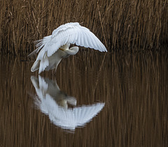 Great white egret