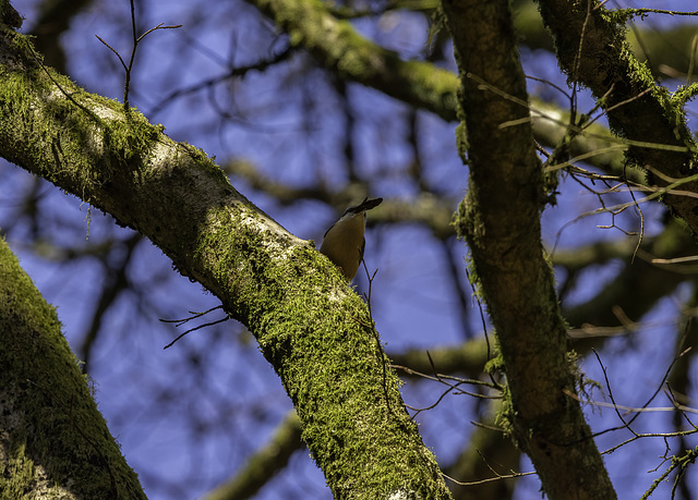 Nuthatch gathering nesting material 2