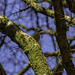 Nuthatch gathering nesting material 2