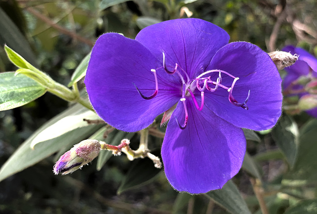 Pretty in purple 2