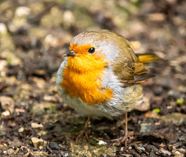 Robin