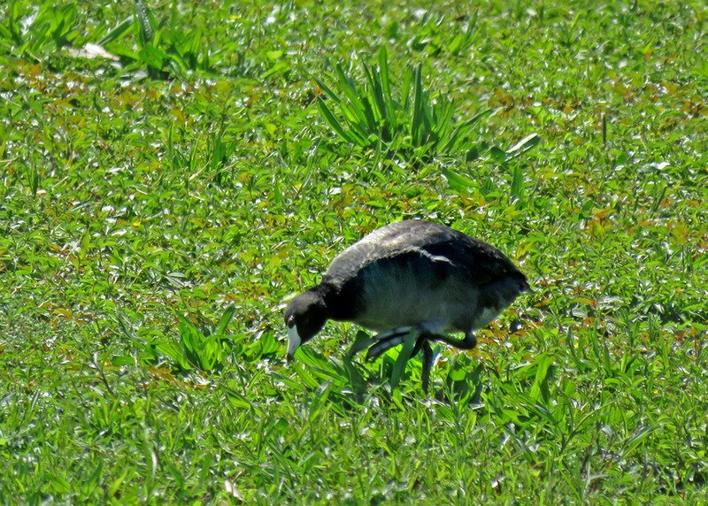 American Coot