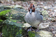 20160303 0234VRAw [D~BI] Krickente (Anas crecca) [m], Tierpark Olderdissen, Bielefeld