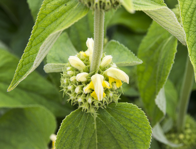 Beningbrough Hall - unknown flower 1