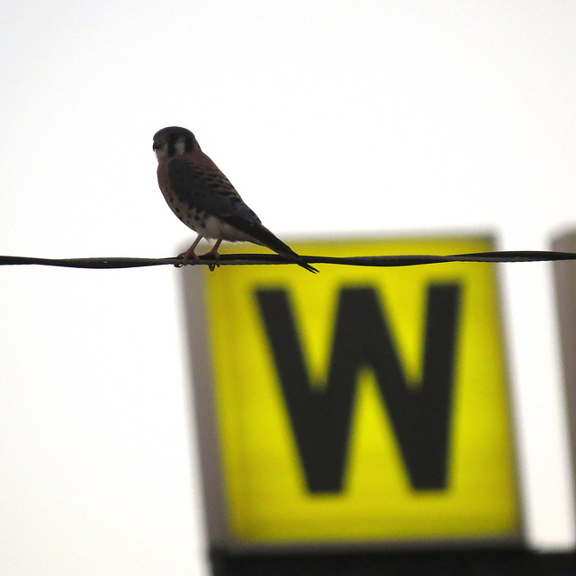 W is for kestrel