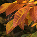 Beech Leaves