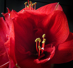 Amaryllis (pip)