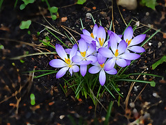 frühlingsboten