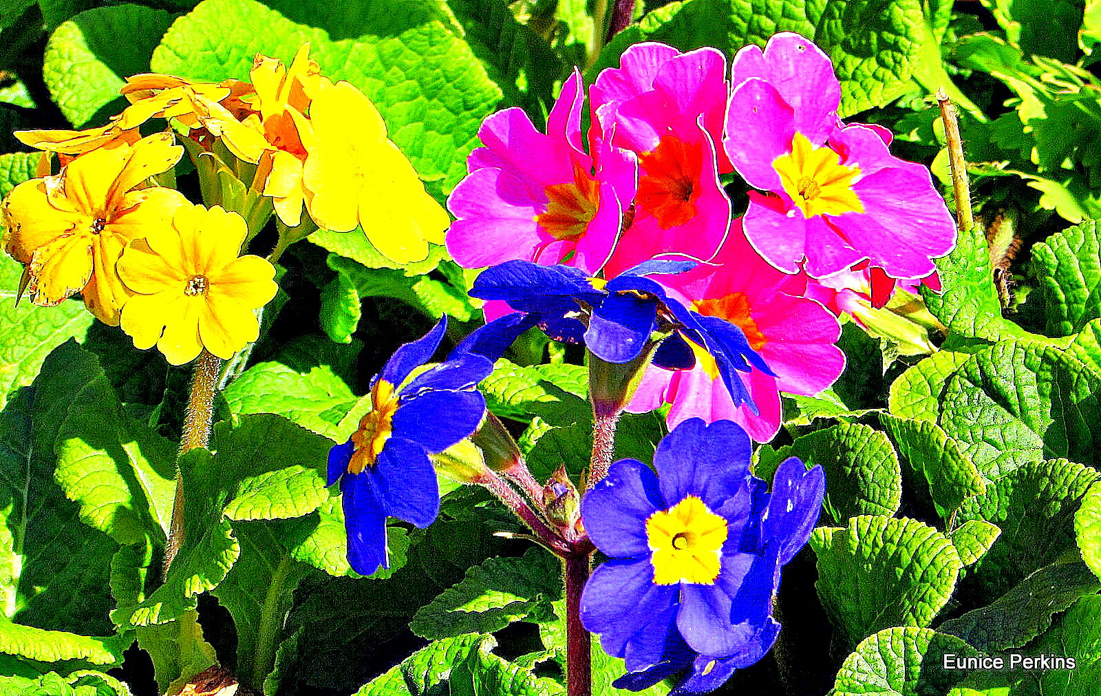 Polyanthus