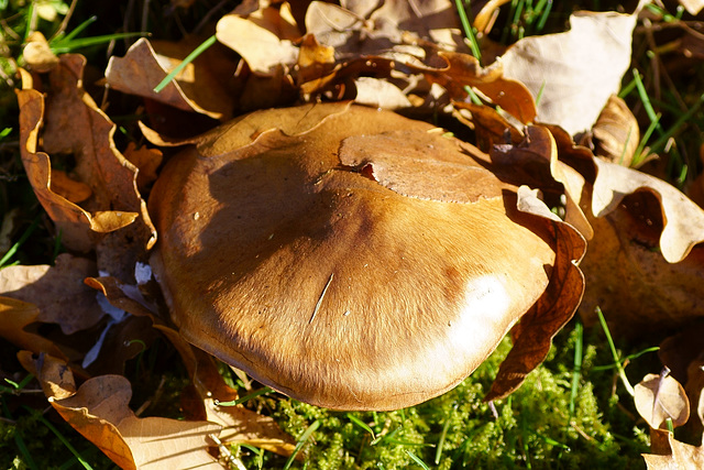 Pilz im Eichenlaub