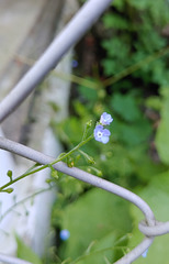 The Beautie and the Fence - HFF