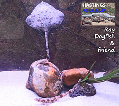 Hastings Aquarium  19 12 2022  Ray Dogfish plus
