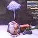 Hastings Aquarium  19 12 2022  Ray Dogfish plus