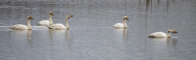 Whooper swans