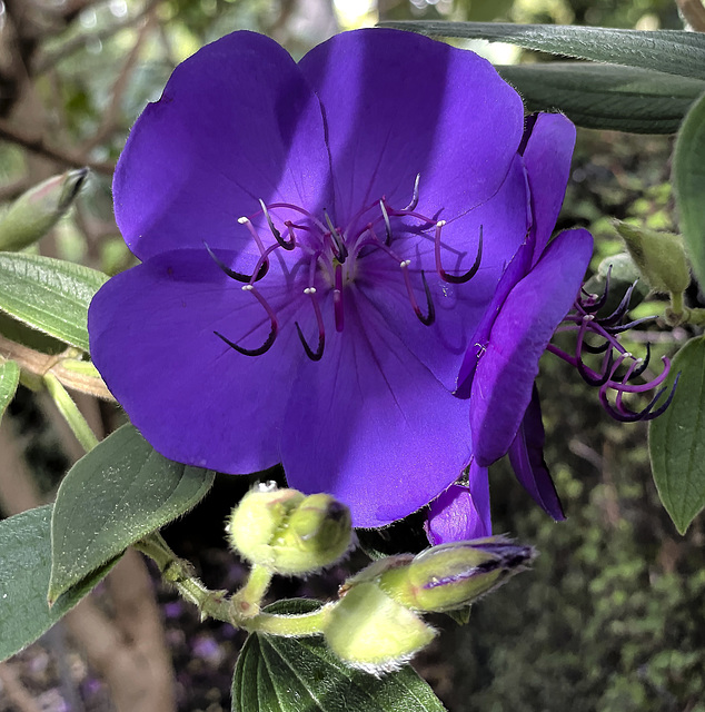 Pretty in purple