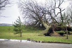 Storm Damage