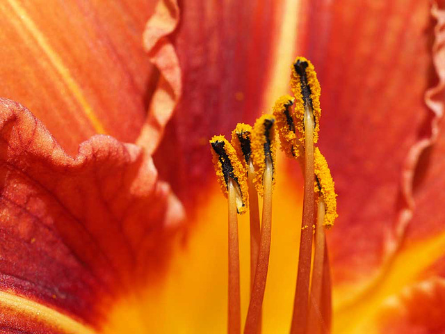 Day Lily Day Lily