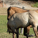 IMG 4294