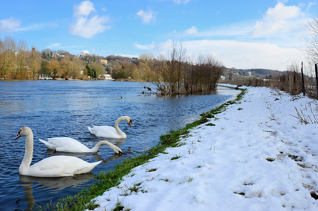 Schwäne auf dem Ruhrtalradweg