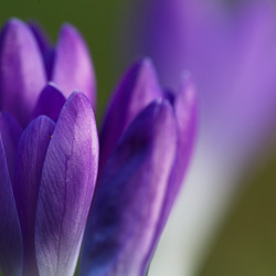 Krokusse vor Blatt-Gold