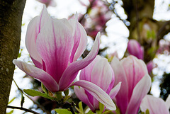 Magnolienblüten