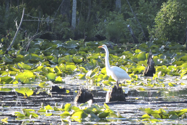 Great Egret