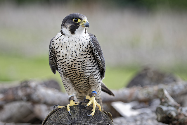 Peregrine