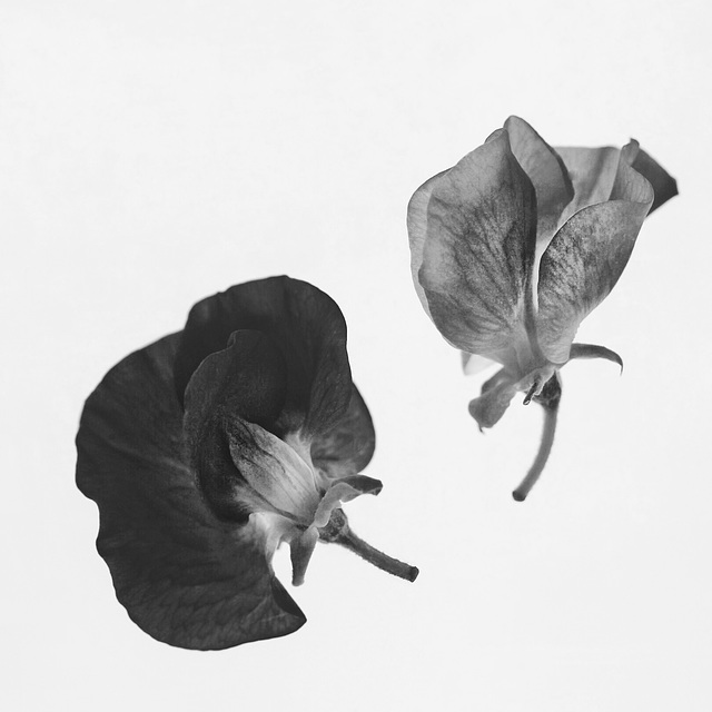 sweet peas 2