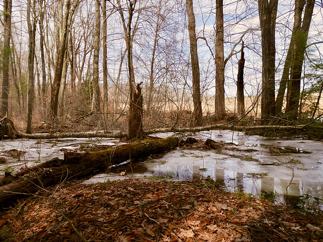 Our Eastside Wetlands