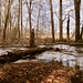 Our Eastside Wetlands