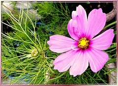 Two generations Cosmea... ©UdoSm