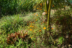 Dominican Republic, Flowers on the Farm